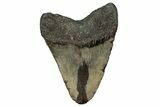 Fossil Megalodon Tooth - North Carolina #355836-2